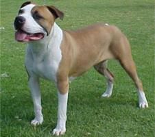 american staffordshire Terrier