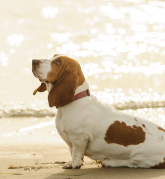 caracteristicas y cuidados del perro Basset Hound
