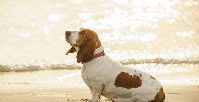 caracteristicas y cuidados del perro Basset Hound