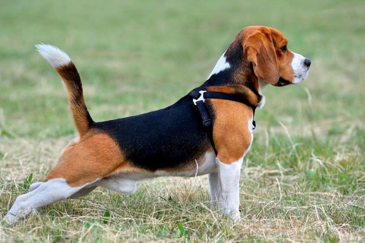 caracteristicas del Perro Beagle