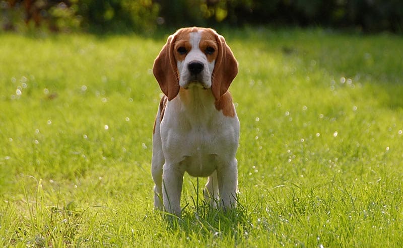 beagle perro pequeño