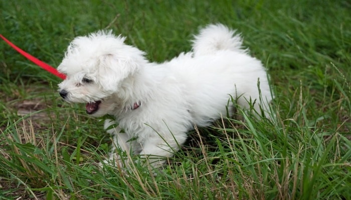 cachorro de perro bichon boloñes