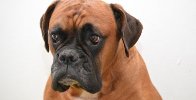 perroBoxer