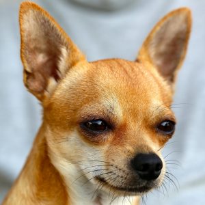 Perro Chihuahua Cabeza De Venado