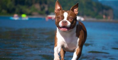 Boston terrier