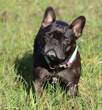 Bulldog francés